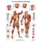 Lámina 3B La Musculatura Humana